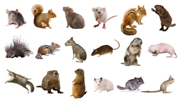 multiple rodents
